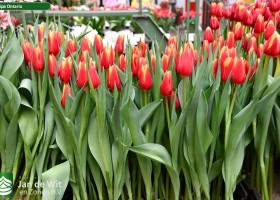 Tulipa Ontario ® (1)